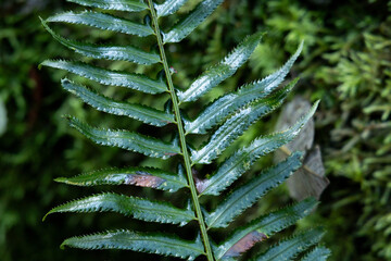 wild ferns in forest floor from British Columbia, Canada