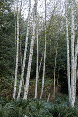 Birch tree forest in British Columbia Canada