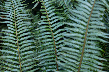 wild ferns in forest floor from British Columbia, Canada