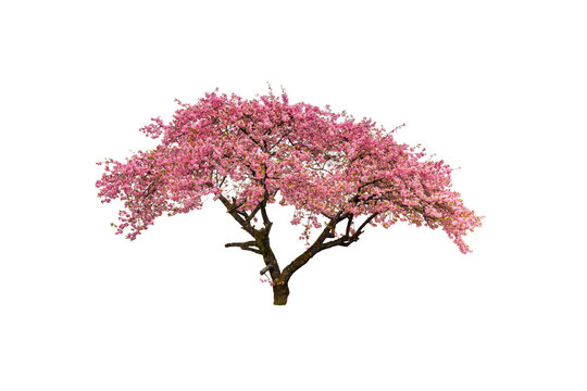 Fototapeta Cherry blossoms in full bloom with transparent background.
