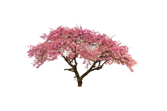 Cherry blossoms in full bloom with transparent background.