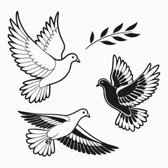 Fototapeta premium Soaring Pigeons and Olive Branch. Three pigeons in flight, one bearing a olive branch