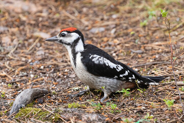 great spotted woodpecker