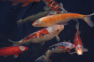 Kois im Karpfenteich