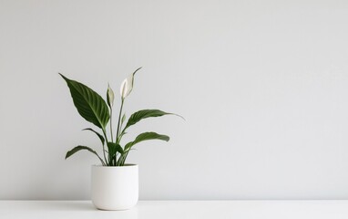 Peace Lily Plant in White Pot on White Background