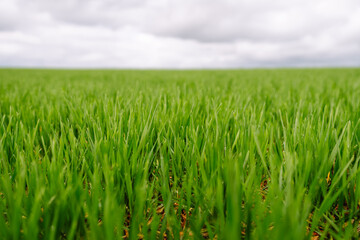 Green fresh sprouts of green wheat with clouds overhead. Agricultural landscape of green field. Harvest concept.