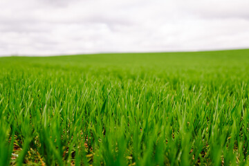 Fototapeta premium Green fresh sprouts of green wheat with clouds overhead. Agricultural landscape of green field. Harvest concept.