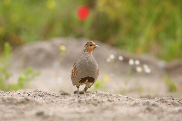 Kuropatwa (Perdix perdix), partridge
