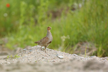 Kuropatwa (Perdix perdix), partridge