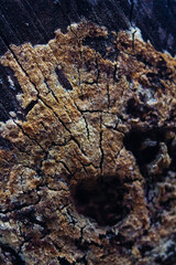 Close-up view of weathered wooden surface with intricate cracks and textures