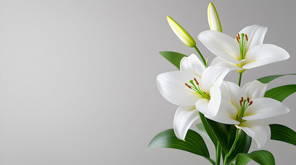 Delicate Watercolor Illustration of White Lilies with Water Droplets on Grey Background