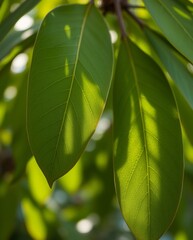 Close-up of Lush Green Leaves with Light and Shadow Play, Capturing Nature's Details