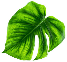 Monstera tropical leaf isolated on a white background. Tropical palm philodendron leaf. © domnitsky