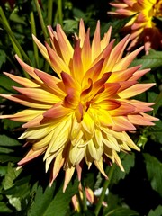 Yellow dahlia flower