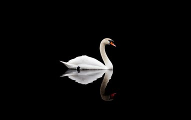 Fototapeta premium White Swan Reflection in Dark Water