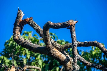 Fototapeta premium Background with broken tropical tree branch on blue sky
