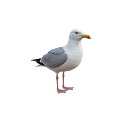 Obraz premium Gull isolated on transparent background. Gull png