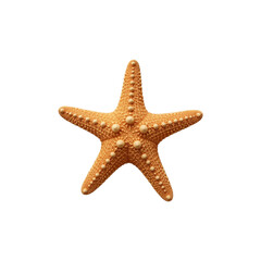 Strarfish isolated on transparent background. Strarfish png