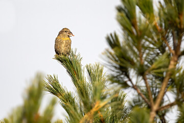Red Crossbill