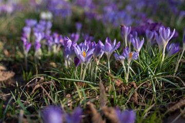 first spring purple flowers, awakening of nature Prolesca sibirica, saffron and zepheran