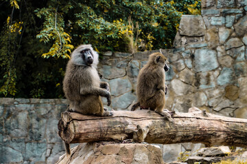 Standing and Sitting Baboon on a Tree