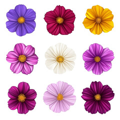 Vibrant Cosmos Flowers in a Rainbow of Colors Delightful Blooms