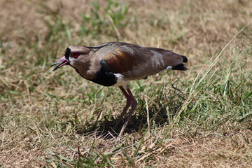 Southern Lapwing