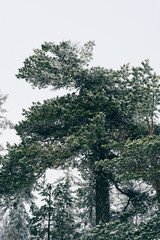 Photography from the Tjuvåsen Hill, part of the Totenåsen Hills, Norway, March 2025.