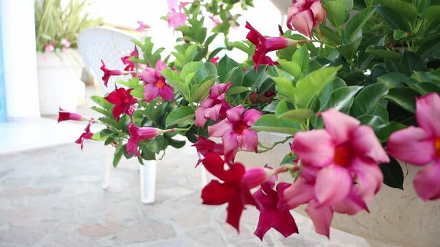 Pink mandevilla splendens flowers moving with the wind blowing 