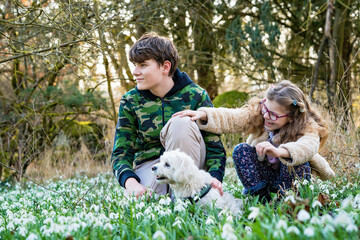 Fototapeta premium Cute little school girl, teenager boy and Maltese puppy dog on snowdrop flowers field in park or forest on a spring day. Children exploring nature. Outdoor activities for siblings kids