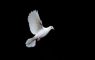 Obraz premium White Dove in Flight Against Black Background