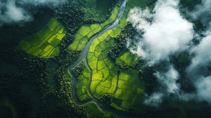 Aerial view of a dark green agricultural landscape with rice fields and rivers under cloudy skies from a top down perspective