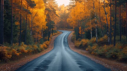 Fototapeta premium Aerial View of Concrete Road Leading Through Autumn Forests in Golden Yellow Colors