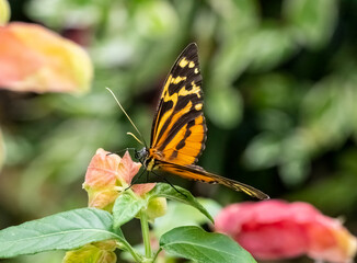 Close up of a  Harmonia tiger-wing butterfly or Harmonia tiger butterfly in a garden