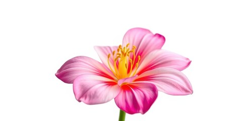 A single vibrant bloom, petals unfurled, isolated on pure white, vibrant colors, botanical