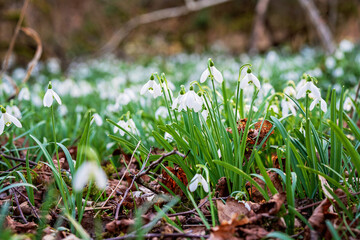 Snowdrop or common snowdrop, Galanthus nivalis flowers. Snowdrops after the snow has melted. In the forest in the wild in spring snowdrops bloom.