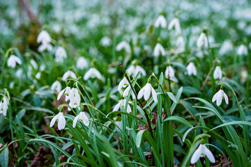 Snowdrop or common snowdrop, Galanthus nivalis flowers. Snowdrops after the snow has melted. In the forest in the wild in spring snowdrops bloom.