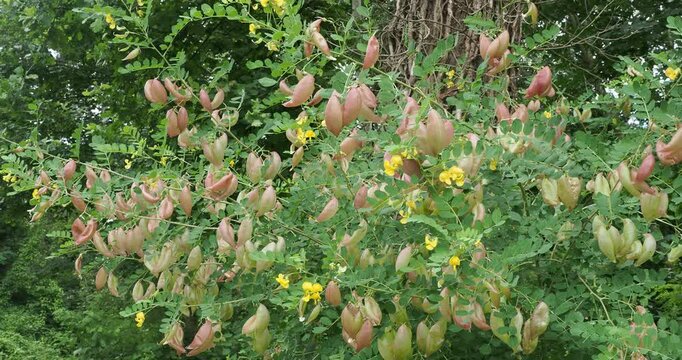 Common Bladder senna (Colutea arborescens) shrub with spreading thin stems adorned of inflated bladdery pods and yellow inflorescence pea-like between green pinnate leaves in leaflets
