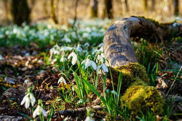 Snowdrop or common snowdrop, Galanthus nivalis flowers. Snowdrops after the snow has melted. In the forest in the wild in spring snowdrops bloom.