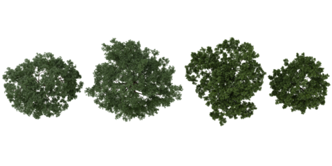 3d illustration of Cyclobalanopsis,Juglans trees on transparent background rom hte top view