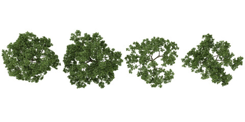 Obraz premium 3d illustration of koelreuteria trees on transparent background from the top view