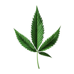 cannabis leaf on white background