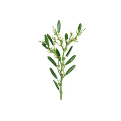 Obraz premium A festive mistletoe branch with green leaves and white berries perfect for holiday decor and symbols of love and tradition