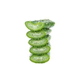 A vibrant aloe vera branch with thick fleshy green leaves containing soothing gel isolated on a white background
