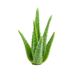 A vibrant aloe vera branch with thick fleshy green leaves containing soothing gel isolated on a white background
