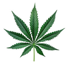 cannabis leaf on white background