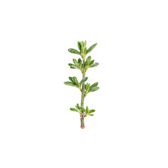Fototapeta premium Fresh thyme herb branch isolated on white Vibrant green leaves with woody stem Aromatic and delicate