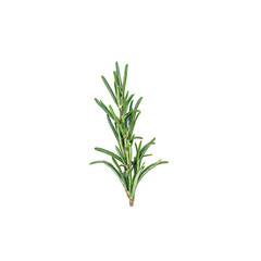 Obraz premium Fresh rosemary herb branch with aromatic green leaves isolated on white Ideal for culinary wellness and nature concepts
