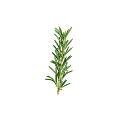 Obraz premium Fresh rosemary herb branch with aromatic green leaves isolated on white Ideal for culinary wellness and nature concepts