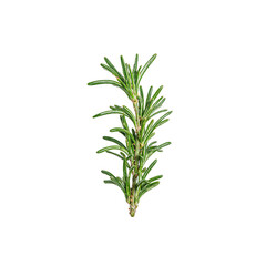 Fototapeta premium Fresh rosemary herb branch with aromatic green leaves isolated on white Ideal for culinary wellness and nature concepts